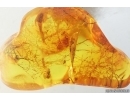 Beetle larva and Midge in Spider Web. Fossil inclusions Baltic amber #15368