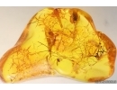 Beetle larva and Midge in Spider Web. Fossil inclusions Baltic amber #15368