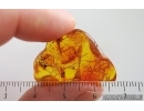 Beetle larva and Midge in Spider Web. Fossil inclusions Baltic amber #15368