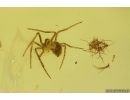Nice Spider Araneae. Fossil inclusion in Baltic amber #15369