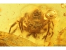 Spider Araneae. Fossil inclusion in Baltic amber #15370