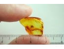 Spider Araneae. Fossil inclusion in Baltic amber #15370