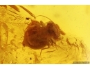 Two Spiders Araneae. and Psocid Nymph Psocoptera. Fossil inclusions in Baltic amber #15371
