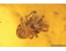 Two Spiders Araneae. and Psocid Nymph Psocoptera. Fossil inclusions in Baltic amber #15371