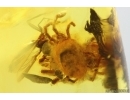 Spider Aranea, Mite Acari and More. Fossil inclusions in Baltic amber stone #15372