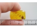 Spider Aranea, Mite Acari and More. Fossil inclusions in Baltic amber stone #15372