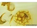 Spiders Araneae and More. Fossil inclusions Ukrainian Rovno amber #15373R