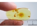 Spiders Araneae and More. Fossil inclusions Ukrainian Rovno amber #15373R