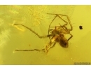 Spider Araneae. Fossil inclusion Ukrainian Rovno amber stone #15374R