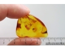Spider Araneae. Fossil inclusion Ukrainian Rovno amber stone #15374R