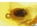 Marsh Beetle Scirtidae. Fossil insect in Baltic amber #15375