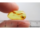 Marsh Beetle Scirtidae. Fossil insect in Baltic amber #15375