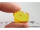 Nice Spider Beetle Ptinidae. Fossil insect in Baltic amber #15376