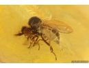 Marsh Beetle Scirtidae and More. Fossil insects in Baltic amber #15377