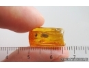 Marsh Beetle Scirtidae and More. Fossil insects in Baltic amber #15377