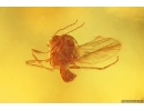 Beetle Coleoptera and Dipterans. Fossil inclusions Baltic amber #15378
