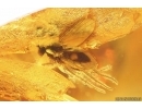 Beetle Coleoptera and Dipterans. Fossil inclusions Baltic amber #15378