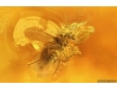 Beetle Coleoptera and Dipterans. Fossil inclusions Baltic amber #15378
