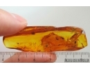Beetle Coleoptera and Dipterans. Fossil inclusions Baltic amber #15378