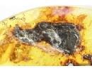 Beetle, Fly and Pyrite Cluster. Fossil inclusions Baltic amber #15379