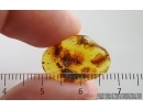 Beetle, Fly and Pyrite Cluster. Fossil inclusions Baltic amber #15379