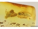 Click beetle Elateroidea and Long-legged fly Dolichopodidae. Fossil inclusions Baltic amber #15380
