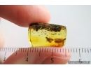 Click beetle Elateroidea and Long-legged fly Dolichopodidae. Fossil inclusions Baltic amber #15380