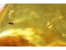 2 Beetles Larvae, Beetle and More. Fossil inclusions Ukrainian Rovno amber #15381R