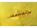 2 Beetles Larvae, Beetle and More. Fossil inclusions Ukrainian Rovno amber #15381R