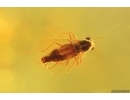 2 Beetles Larvae, Beetle and More. Fossil inclusions Ukrainian Rovno amber #15381R