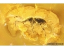 2 Beetles Larvae, Beetle and More. Fossil inclusions Ukrainian Rovno amber #15381R