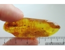2 Beetles Larvae, Beetle and More. Fossil inclusions Ukrainian Rovno amber #15381R
