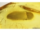 Click Beetle Elateroidea. Fossil insect in Baltic amber #15382B