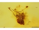 Nice Flower. Fossil inclusion in Baltic amber stone #15382