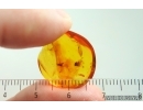 Nice Flower. Fossil inclusion in Baltic amber stone #15382