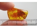 Nice Lichen. Fossil inclusion in Baltic amber stone #15384