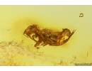 Springtail Collembola. Fossil inclusion Baltic amber #15385
