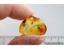 Springtail Collembola and More. Fossil inclusions Baltic amber #15386