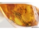 Cockroach Blattaria and Jumpin Spider Salcididae. Fossil inclusions Baltic amber #15387