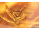 Cockroach Blattaria and Jumpin Spider Salcididae. Fossil inclusions Baltic amber #15387