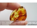 Winged Coccid Coccoidea. Fossil insect in Baltic amber #15388