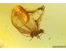 Winged Coccid Coccoidea. Fossil insect in Baltic amber #15389