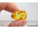 Winged Coccid Coccoidea. Fossil insect in Baltic amber #15389