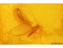Winged Coccid Coccoidea. Fossil insect in Baltic amber #15390