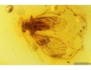 Nice Psocid Psocoptera. Fossil insect in Baltic amber #15391