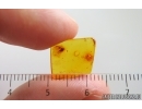 Nice Psocid Psocoptera. Fossil insect in Baltic amber #15391