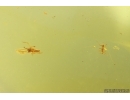 Nice Aphid Aphididae and More. Fossil insects Baltic amber #15393