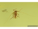Nice Aphid Aphididae and More. Fossil insects Baltic amber #15393
