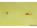 Nice Aphid Aphididae and More. Fossil insects Baltic amber #15393