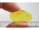Nice Aphid Aphididae and More. Fossil insects Baltic amber #15393